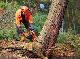 How Our Tree Care Process Works  in  North Haledon, NJ